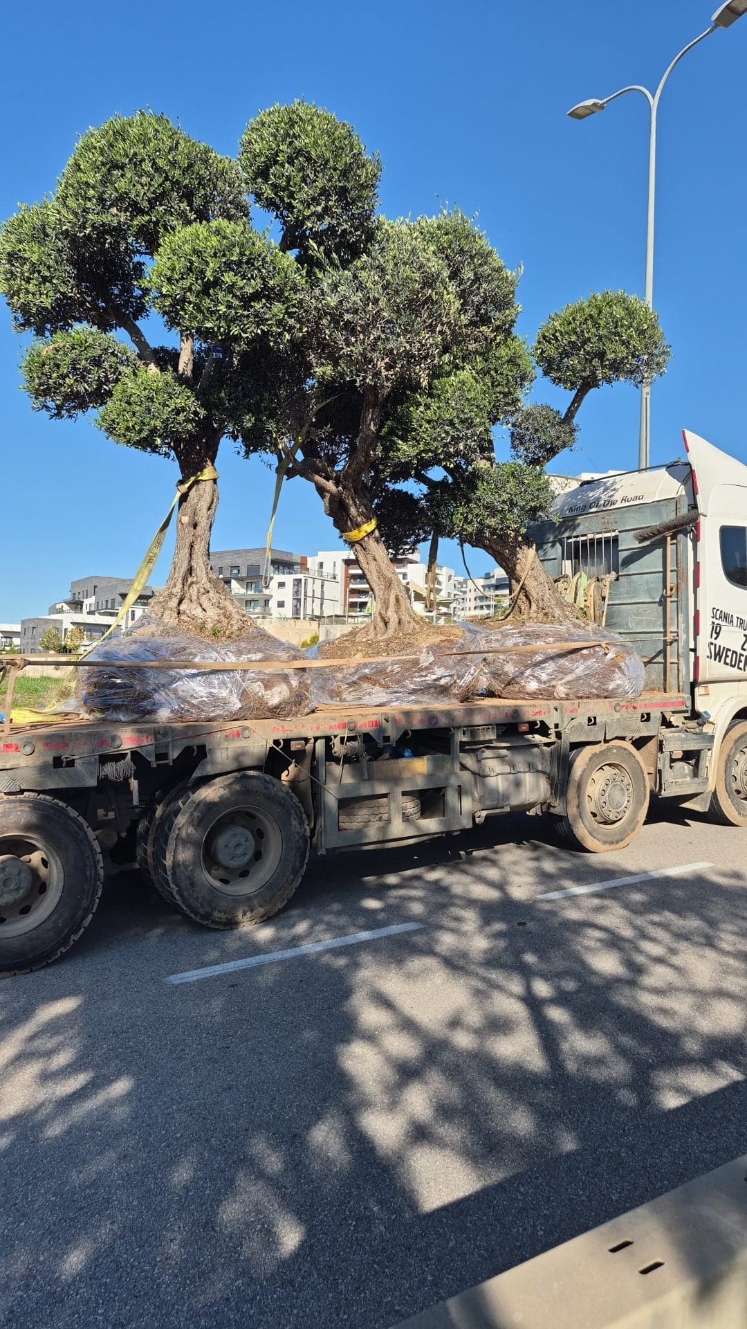 מהפכה ירוקה בשדרות צה"ל: כך הופך אי התנועה המרכזי לריאה הירוקה החדשה של העיר