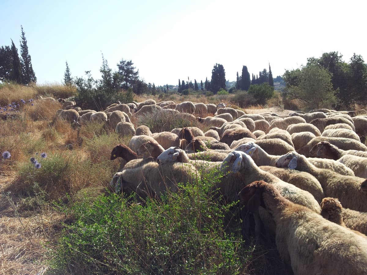 מאות כבשים במשימה סודית למען העיר שלכם – אל תפספסו את הסיבה המפתיעה!