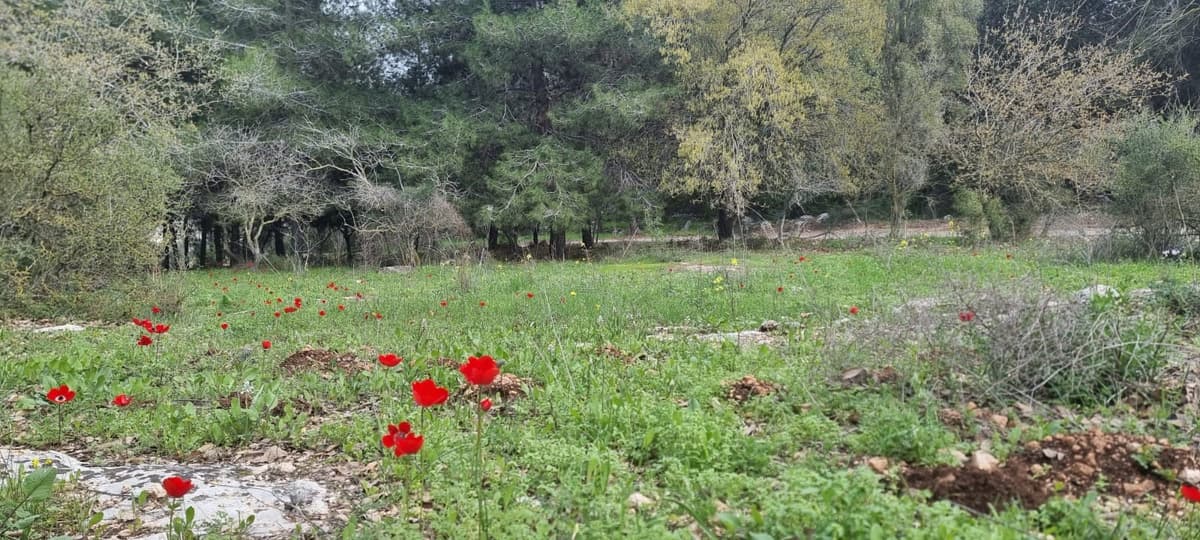 "השמיים הם הגבול": העירייה וקק"ל מחפשות את הרעיון שיחזיר אתכם לטבע!