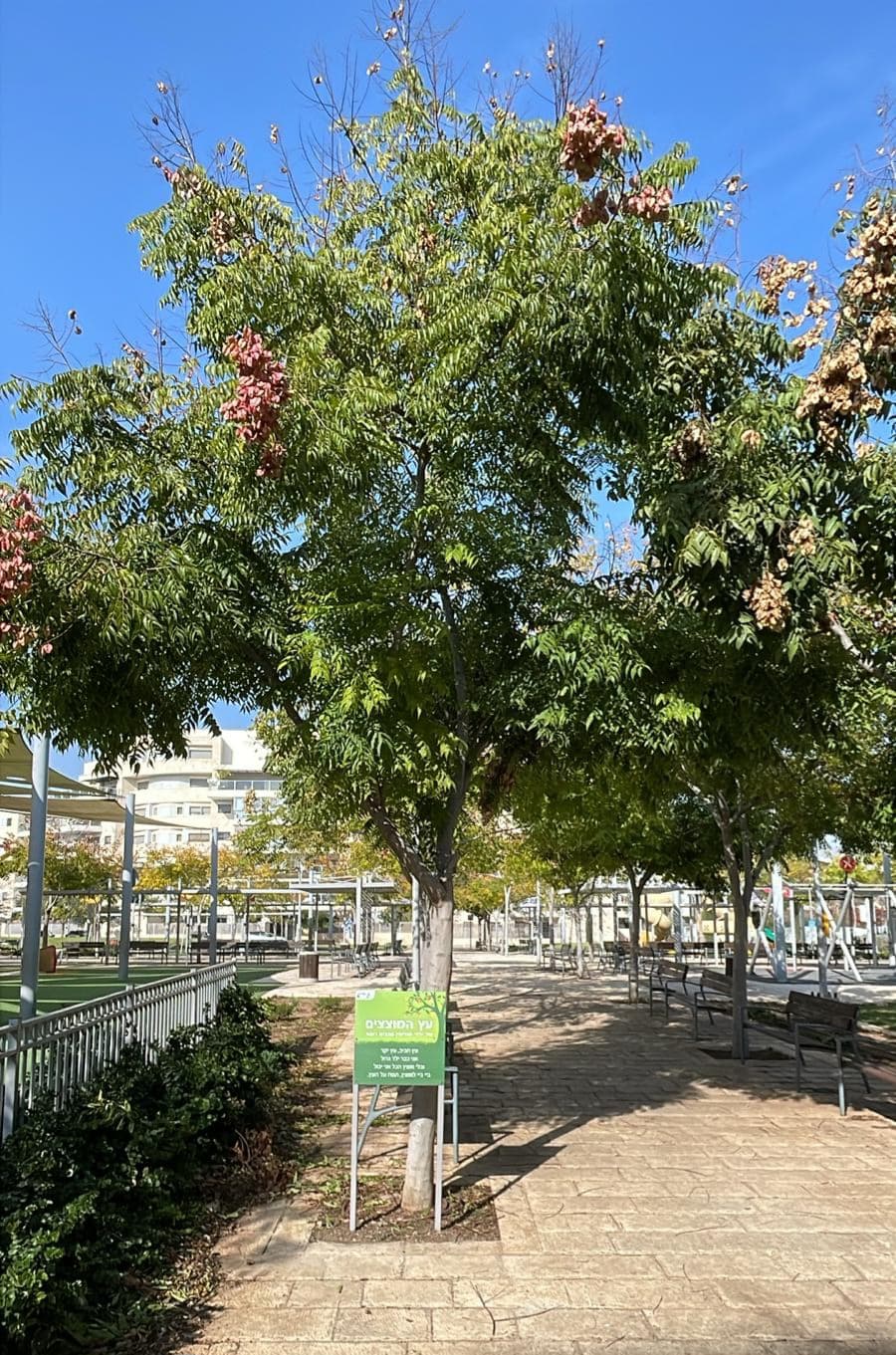 רגע המעבר הגדול: עץ המוצצים המפורסם של מודיעין משתכפל לשכונה חדשה