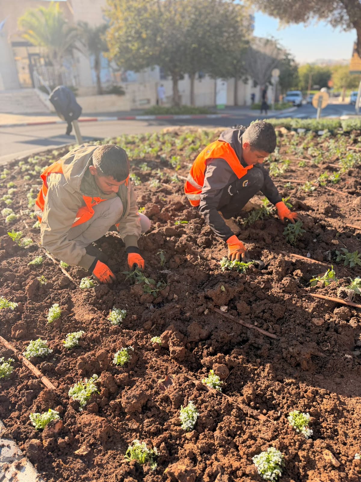 חורף צבעוני במודיעין: 50 אלף פרחים חדשים נשתלים ברחבי העיר