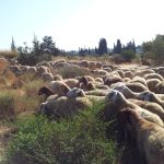 מאות כבשים במשימה סודית למען העיר שלכם – אל תפספסו את הסיבה המפתיעה!