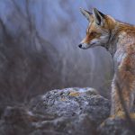 זהירות, שועלים! העירייה והרט"ג יוצאות בקמפיין הסברה: כך נצמצם את כניסת חיות הבר לשכונות