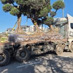 מהפכה ירוקה בשדרות צה"ל: כך הופך אי התנועה המרכזי לריאה הירוקה החדשה של העיר